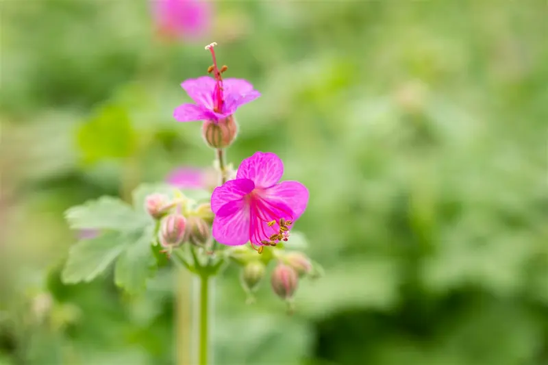 geranium macrorrhizum P10.5 - afbeelding 3