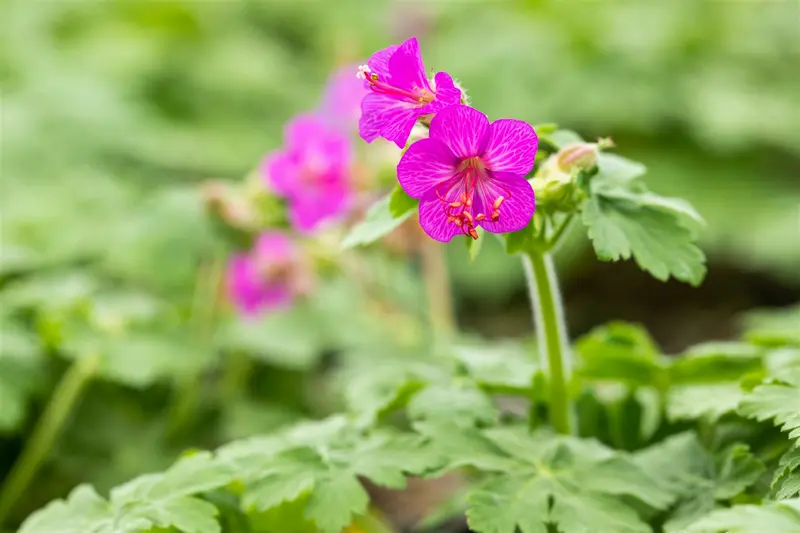 geranium macrorrhizum P10.5 - afbeelding 4