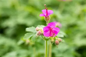 geranium macrorrhizum P10.5 - afbeelding 5