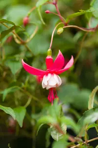 fuchsia hybr. 'madame cornelissen' P9 - afbeelding 2