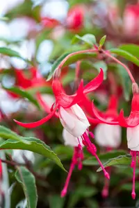 fuchsia hybr. 'madame cornelissen' P9 - afbeelding 4