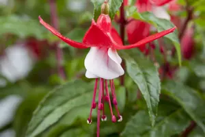 fuchsia hybr. 'madame cornelissen' P9 - afbeelding 1