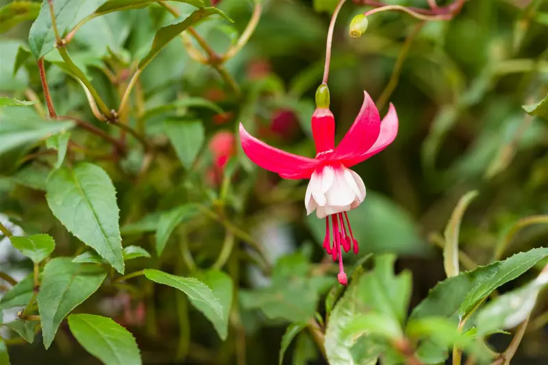 fuchsia hybr. 'madame cornelissen' P9 - afbeelding 3