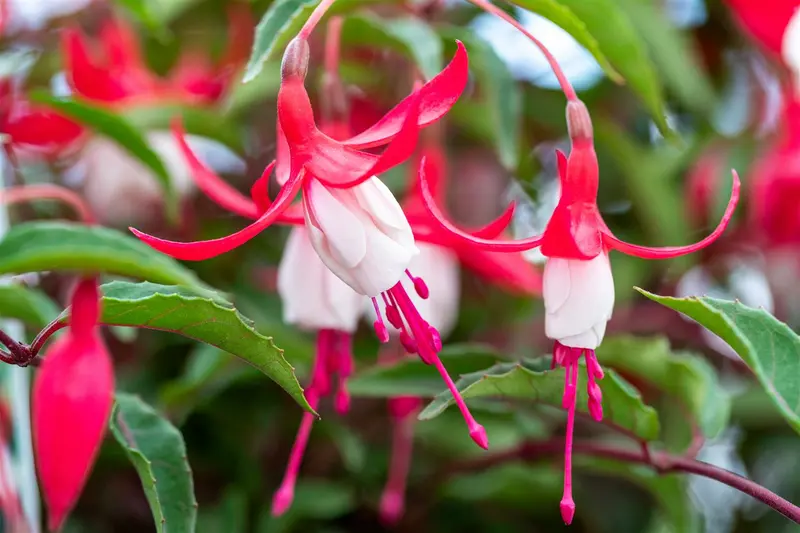 fuchsia hybr. 'madame cornelissen' P9 - afbeelding 5