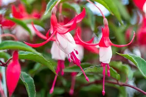 fuchsia hybr. 'madame cornelissen' P9 - afbeelding 5