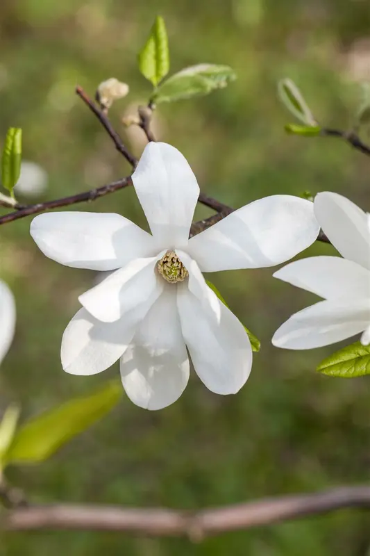 magnolia kobus 14/16 - afbeelding 2