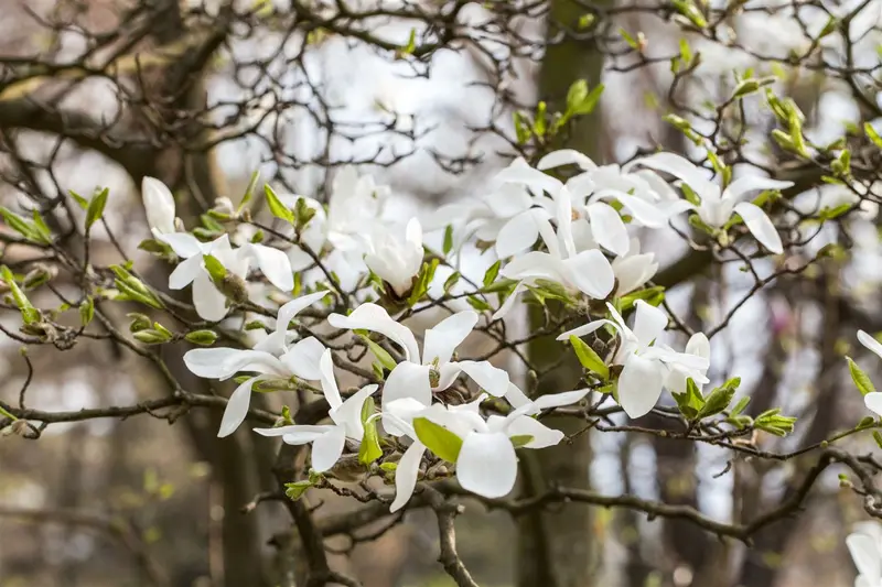 magnolia kobus 14/16 - afbeelding 1