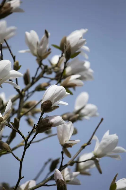 magnolia kobus 16/18 - afbeelding 5