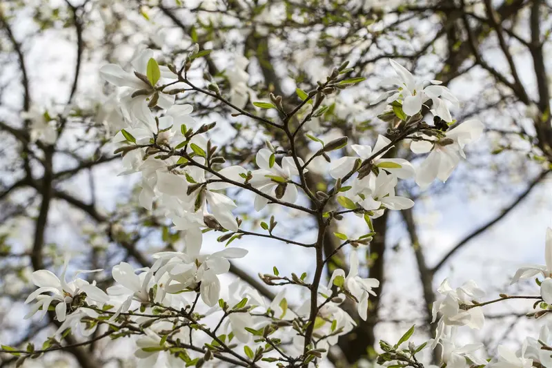 magnolia kobus 16/18 - afbeelding 3