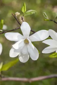 magnolia kobus 20/25 - afbeelding 2