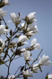 magnolia kobus 8/10 C - afbeelding 5