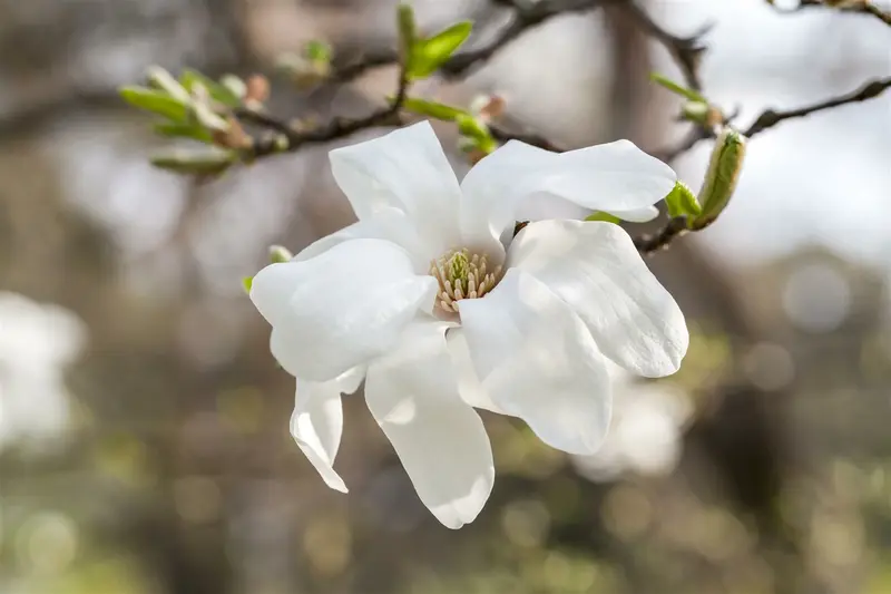 magnolia kobus 8/10 C - afbeelding 4