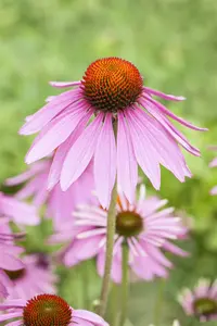 echinacea purp. 'magnus' P11 - afbeelding 1