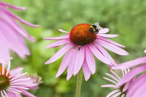 echinacea purp. 'magnus' P11 - afbeelding 2