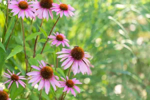 echinacea purp. 'magnus' C2 - afbeelding 5