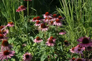 echinacea purp. 'magnus' P11 - afbeelding 3