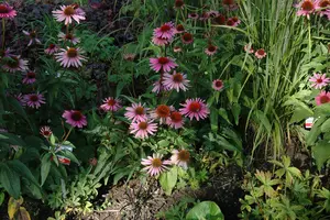 echinacea purp. 'magnus' P11 - afbeelding 4