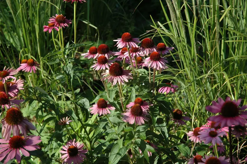 echinacea purp. 'magnus' C2 - afbeelding 3