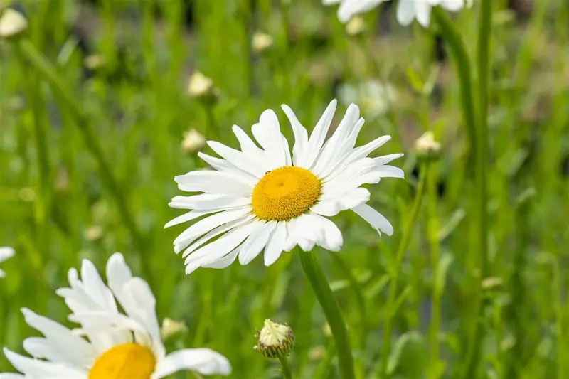 leucanthemum v. 'maikönigin' P11 - afbeelding 1