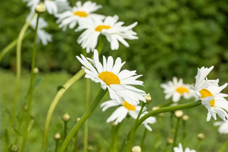 leucanthemum v. 'maikönigin' P11 - afbeelding 2