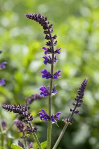 salvia nem. 'mainacht' P11 - afbeelding 2