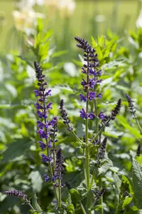 salvia nem. 'mainacht' ('maynight') P9 - afbeelding 3