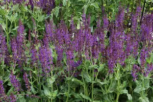 salvia nem. 'mainacht' P11 - afbeelding 5