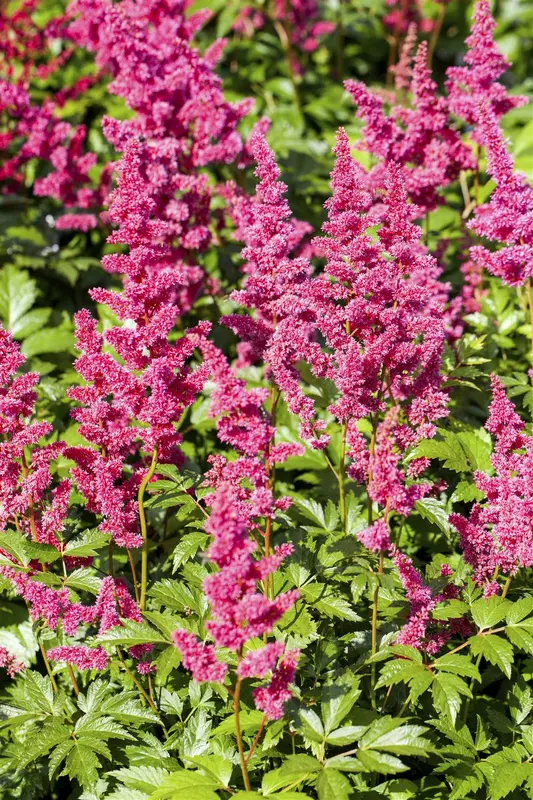 astilbe (j) 'mainz' P9 - afbeelding 1