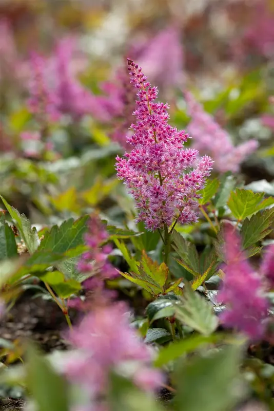 astilbe (j) 'mainz' P9 - afbeelding 5