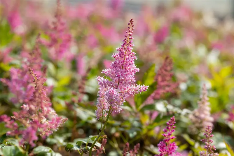 astilbe (j) 'mainz' P9 - afbeelding 2