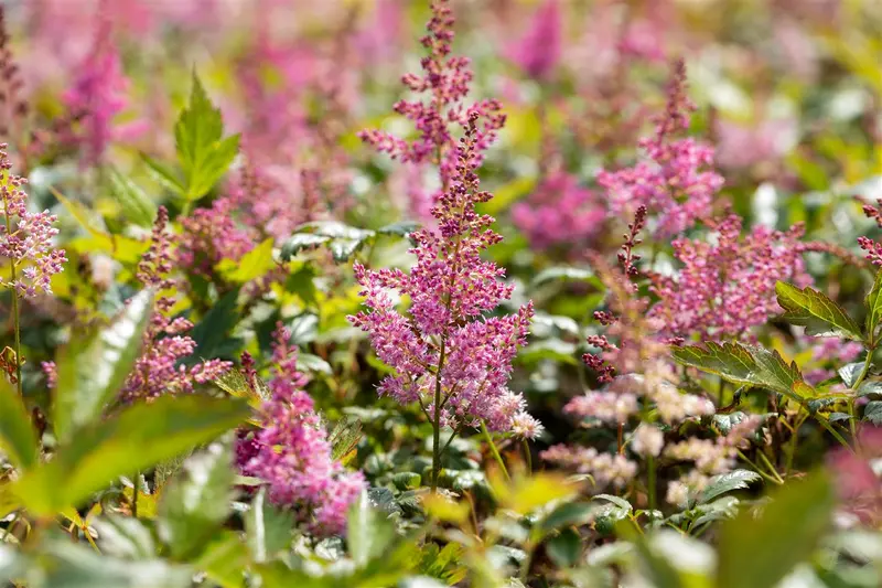 astilbe (j) 'mainz' P9 - afbeelding 3