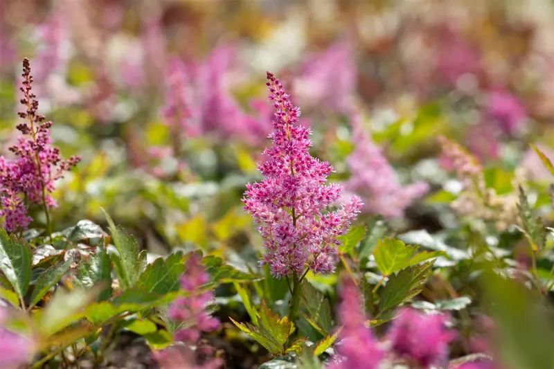 astilbe (j) 'mainz' P9 - afbeelding 4