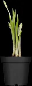 convallaria majalis P9 - afbeelding 5