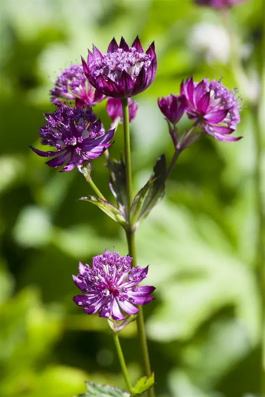 astrantia major P11 - afbeelding 1