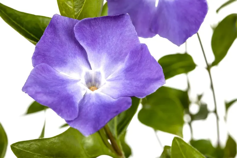 vinca major P11 - afbeelding 2