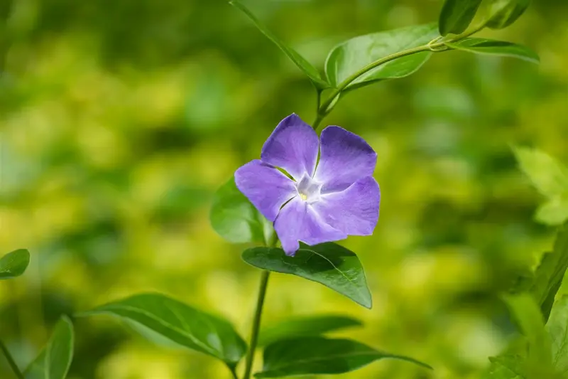 vinca major P11 - afbeelding 5