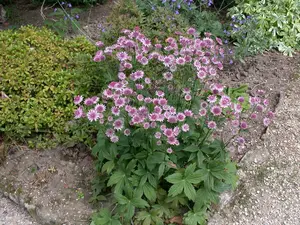 astrantia major P11 - afbeelding 4