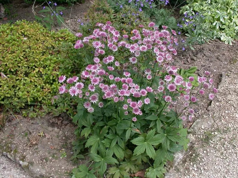 astrantia major P9 - afbeelding 4