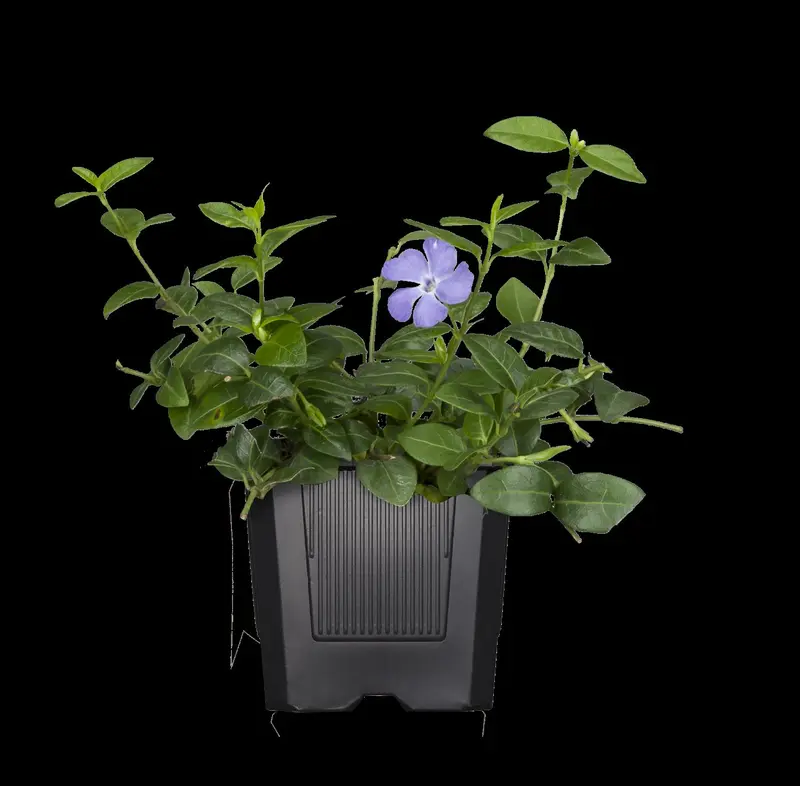 vinca major P11 - afbeelding 3