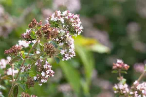 origanum majorana ( origanum hortensis) P9 - afbeelding 1