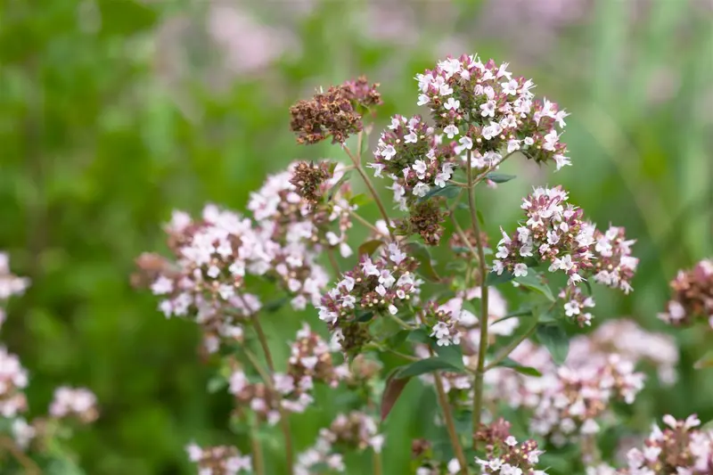 origanum majorana ( origanum hortensis) P9 - afbeelding 2