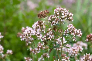 origanum majorana ( origanum hortensis) P9 - afbeelding 2