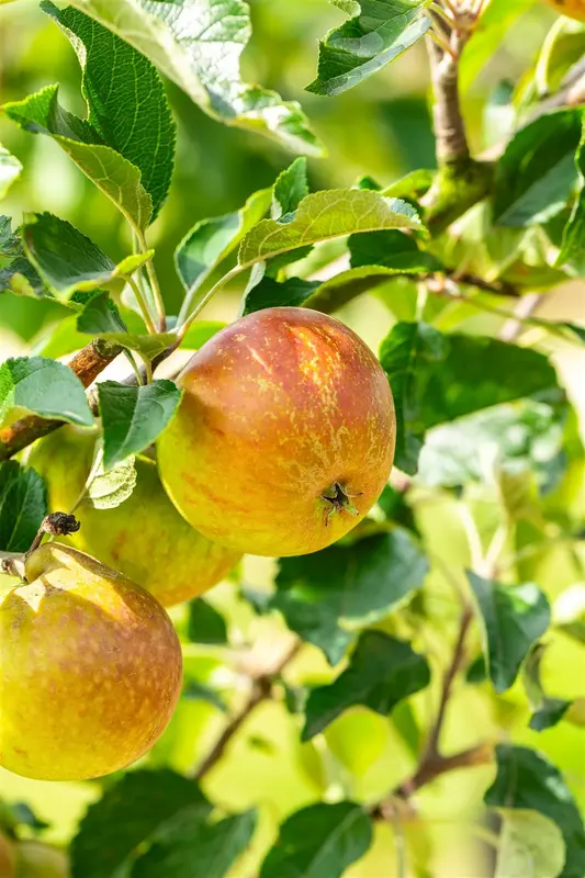 malus d. 'cox's orange pippin' HOOGST BW (8/10) - afbeelding 2