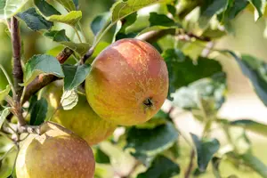 malus d. 'cox's orange pippin' HOOGST BW (8/10) - afbeelding 1