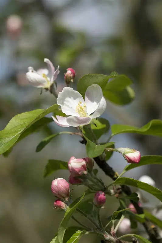 malus d. 'gloster' C7,5 - afbeelding 1