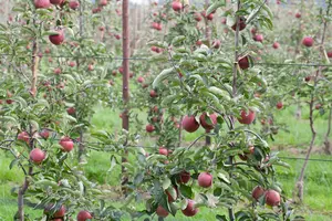 malus d. 'jonagold' PALMET SCHUIN BW (V) - afbeelding 5