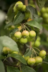 malus hybr. 'golden hornet' 6/ 8 - afbeelding 1