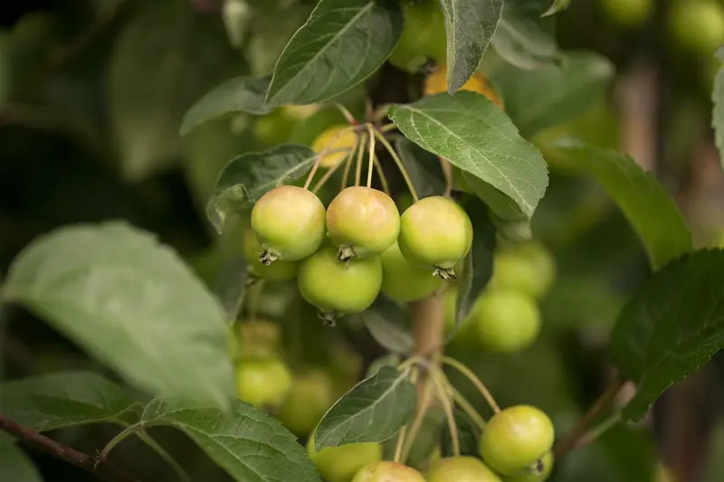 malus hybr. 'golden hornet' 6/ 8 - afbeelding 2