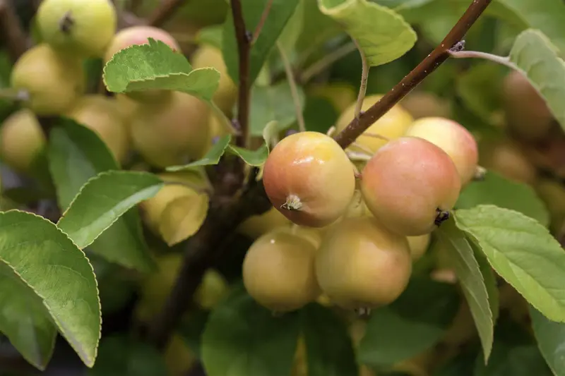 malus hybr. 'golden hornet' 6/ 8 - afbeelding 3