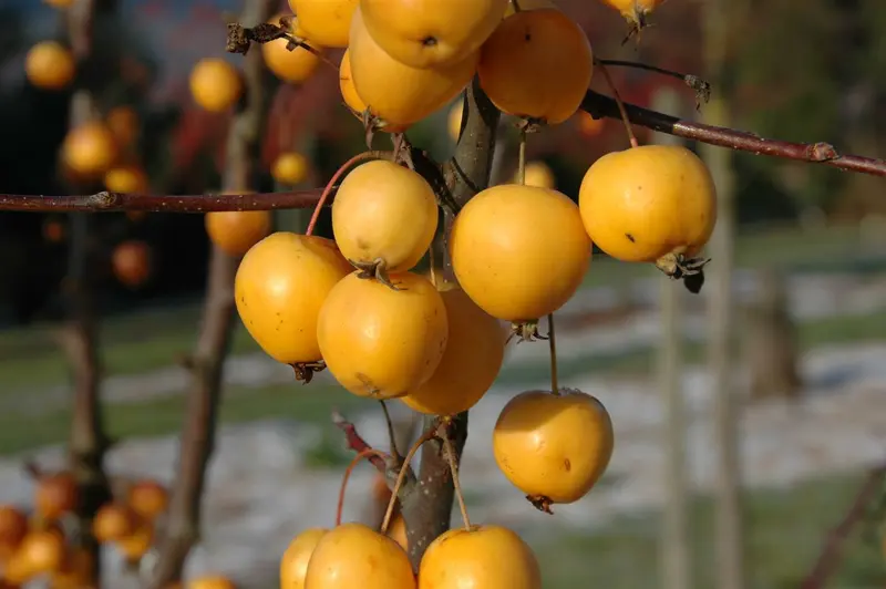 malus hybr. 'golden hornet' 6/ 8 - afbeelding 4